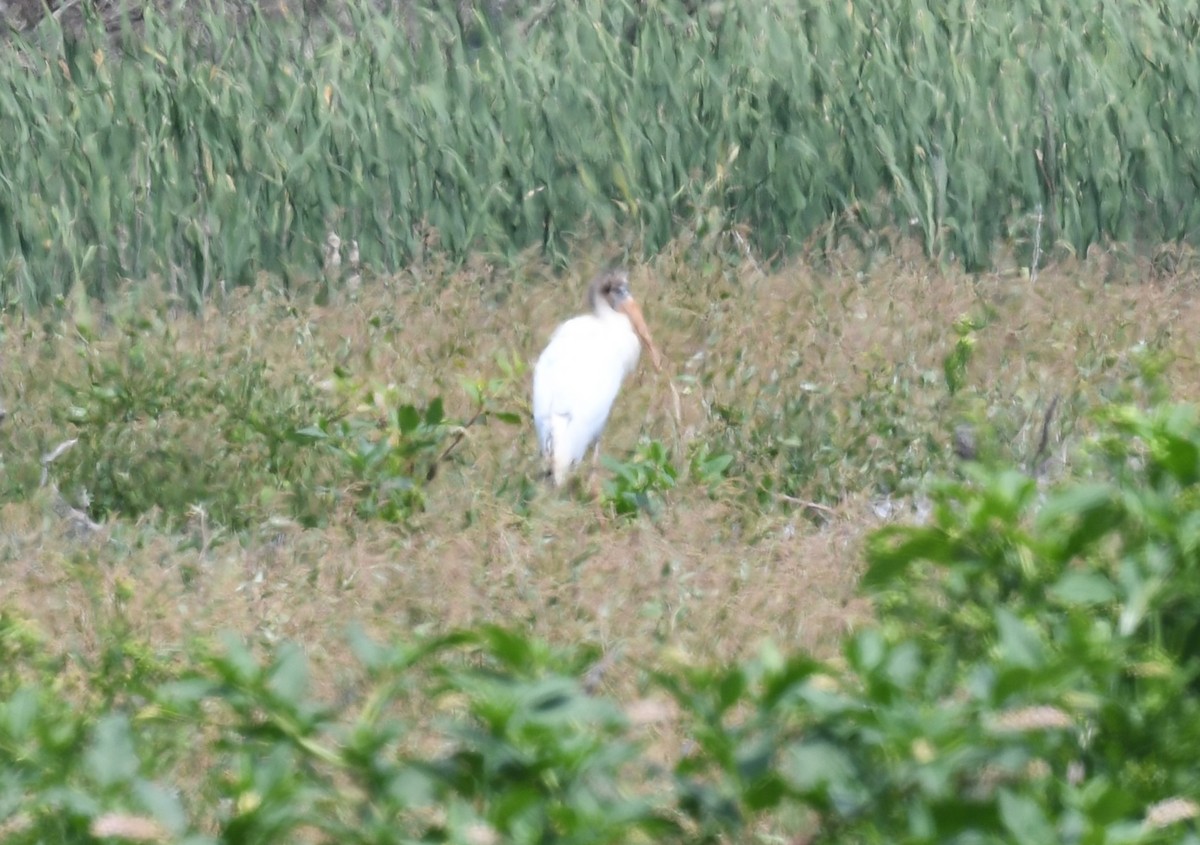 Wood Stork - ML622945462