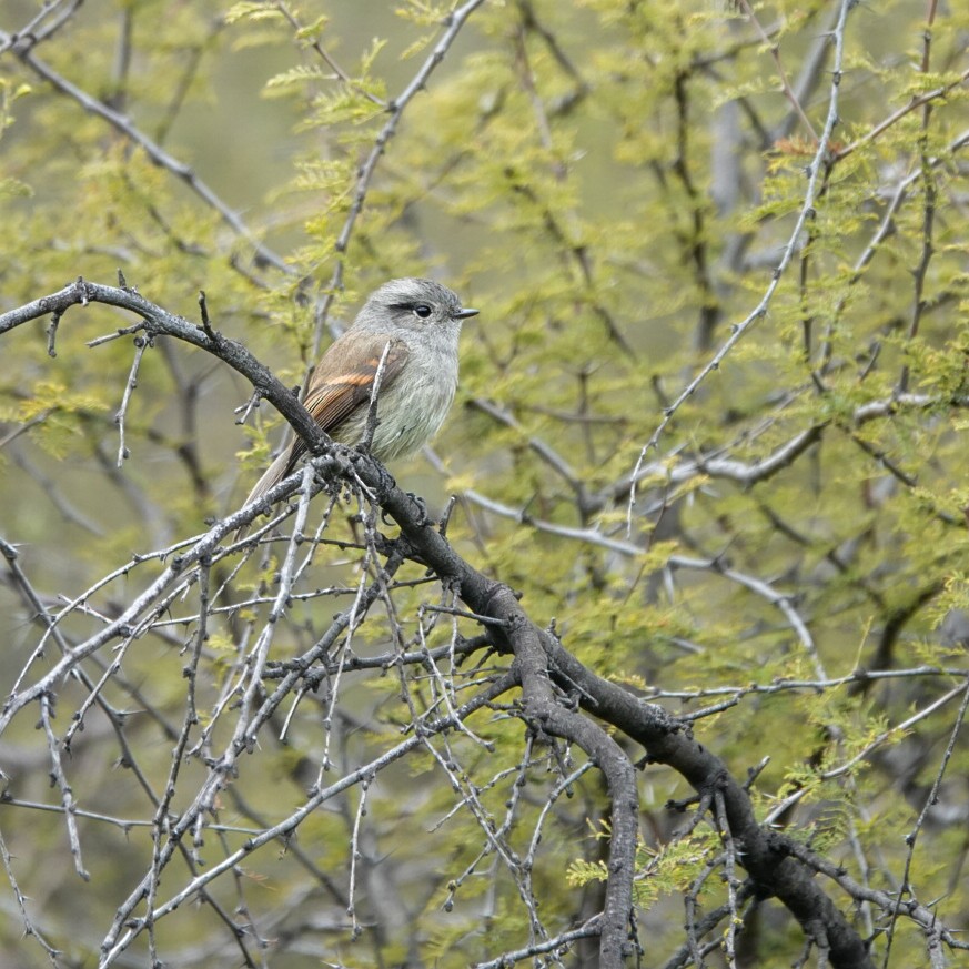Patagonian Tyrant - ML622945481