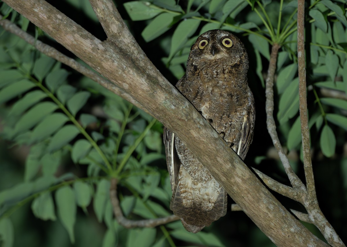 Ryukyu Scops-Owl - ML622945514