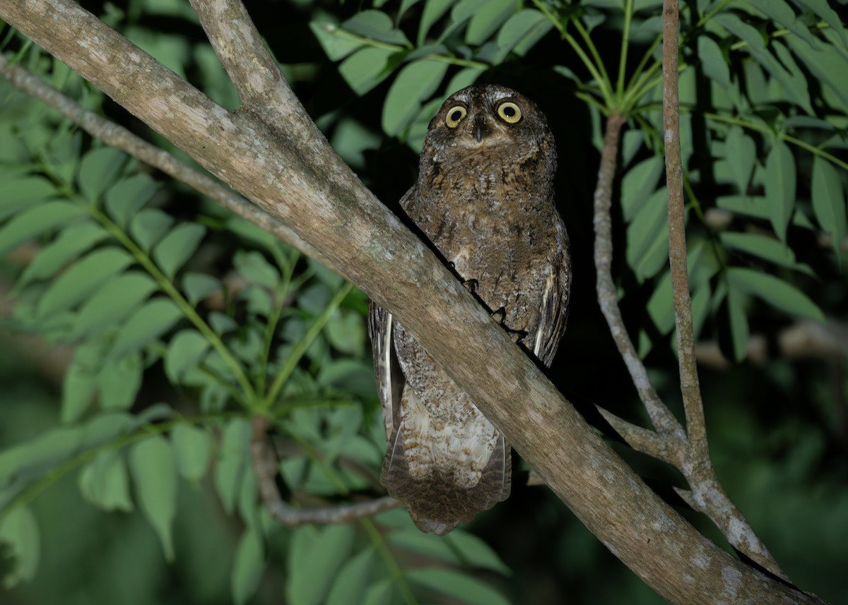 Ryukyu Scops-Owl - ML622945515