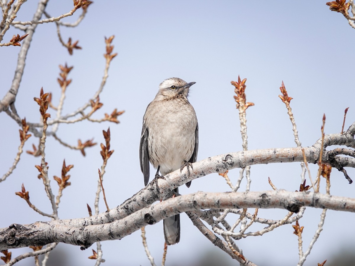 Chilean Mockingbird - ML622945562