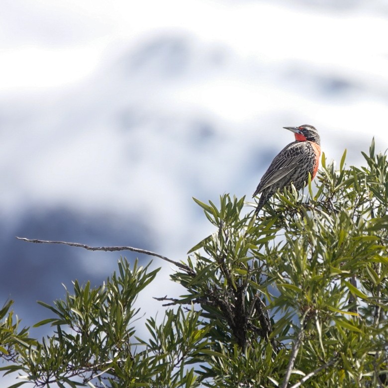 Long-tailed Meadowlark - ML622945570
