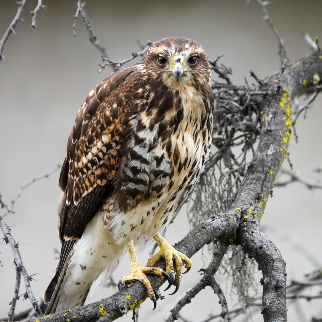 Harris's Hawk - ML622945578