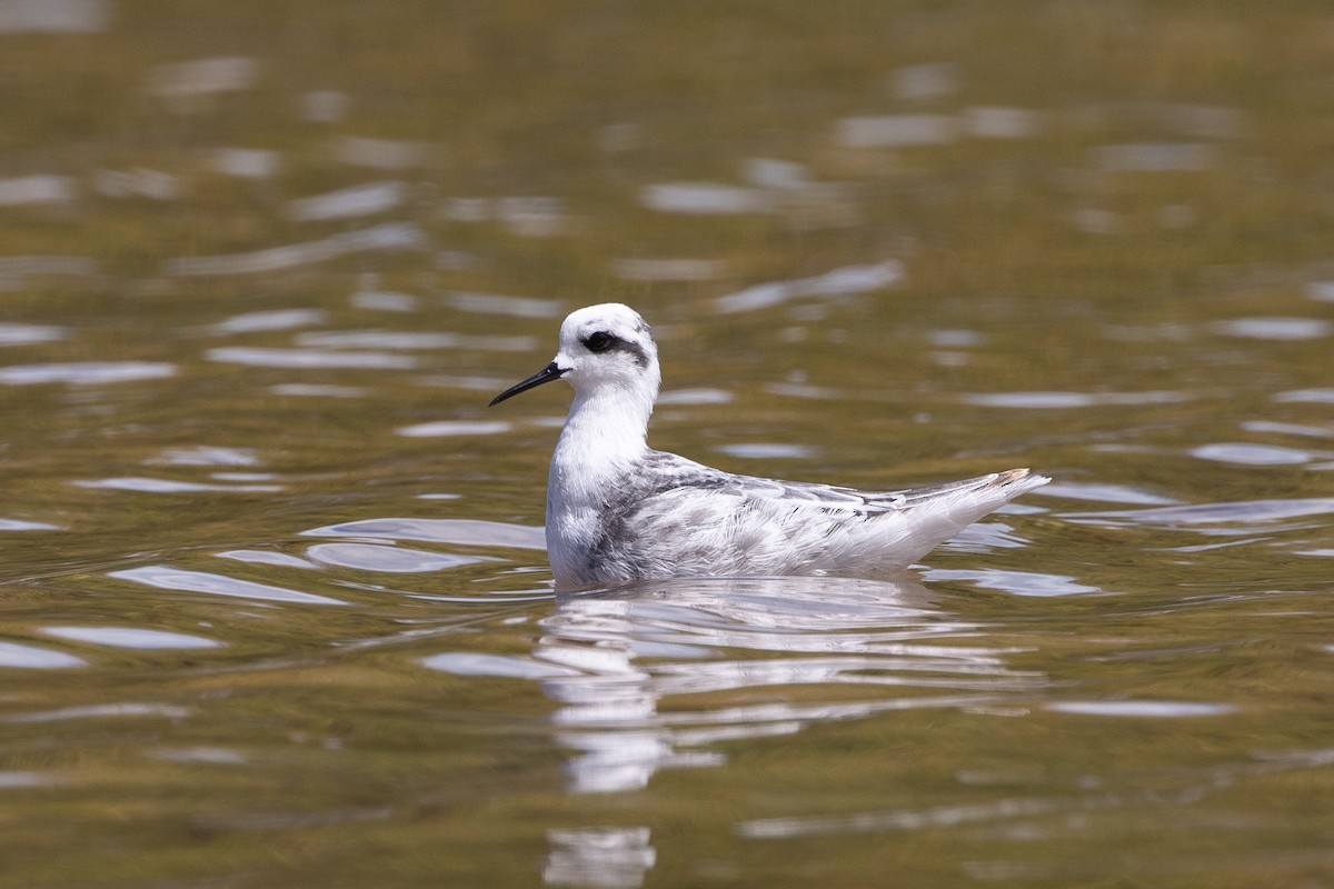 Red-necked Phalarope - ML622945583