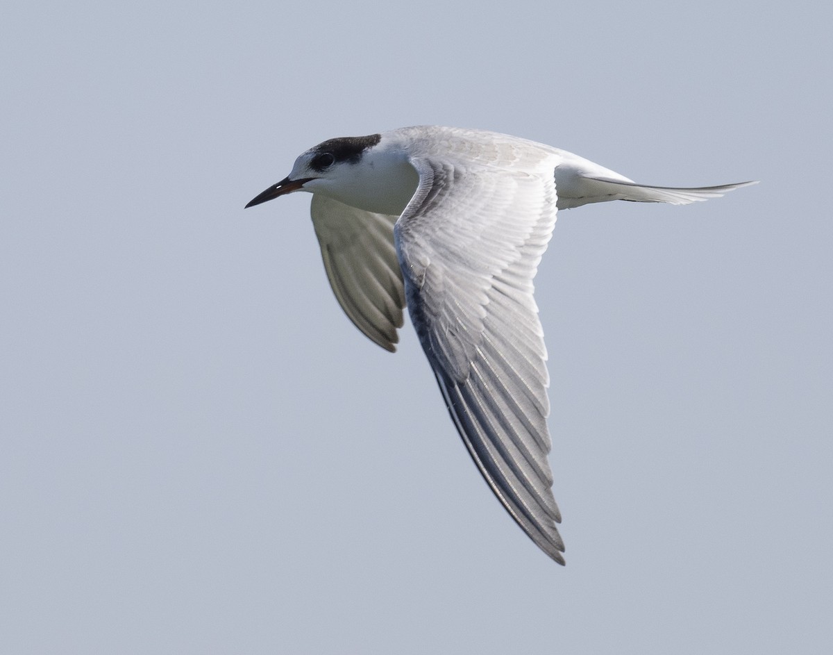 Common Tern - ML622945619