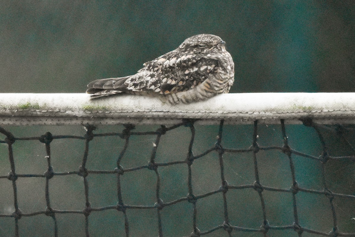 Lesser Nighthawk - ML622945633