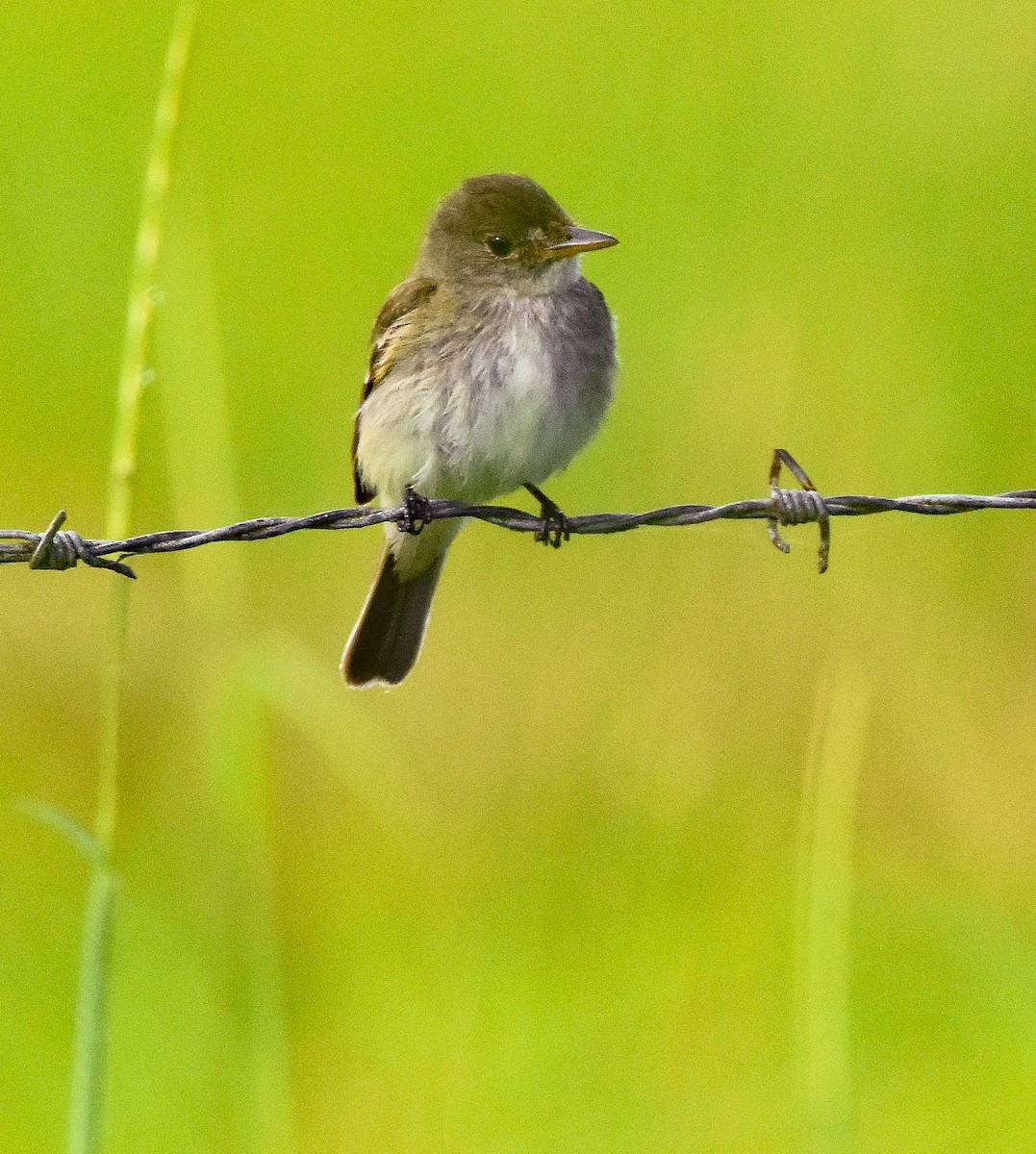 Willow Flycatcher - ML622945672