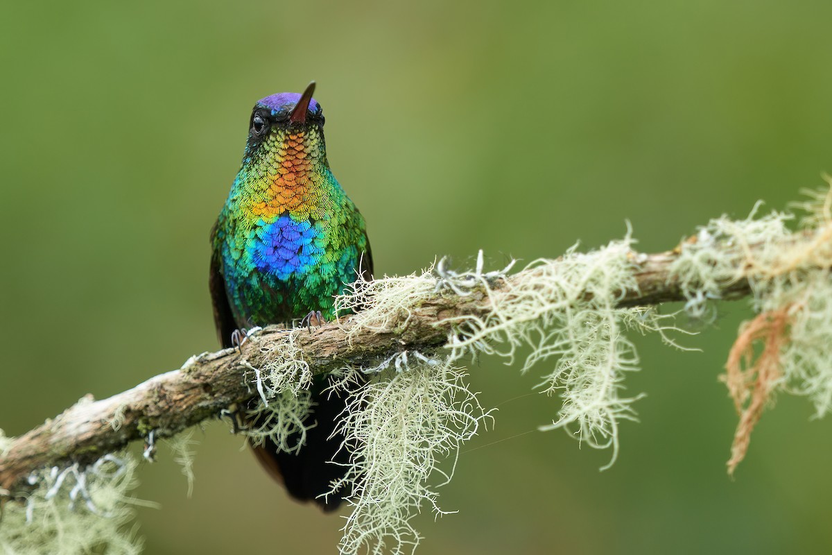 Fiery-throated Hummingbird - Grigory Heaton