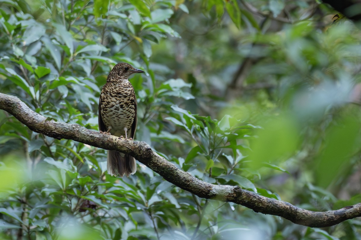 Amami Thrush - ML622945717