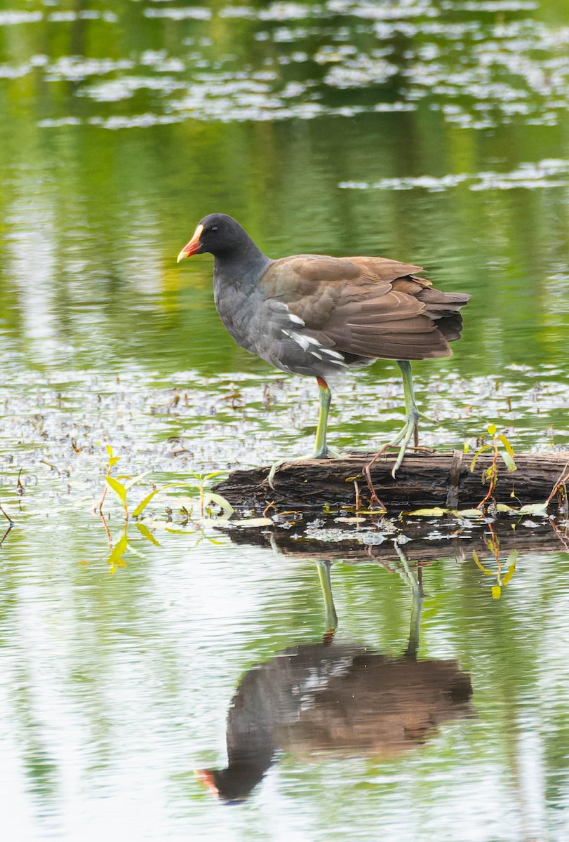 Common Gallinule - ML622945768