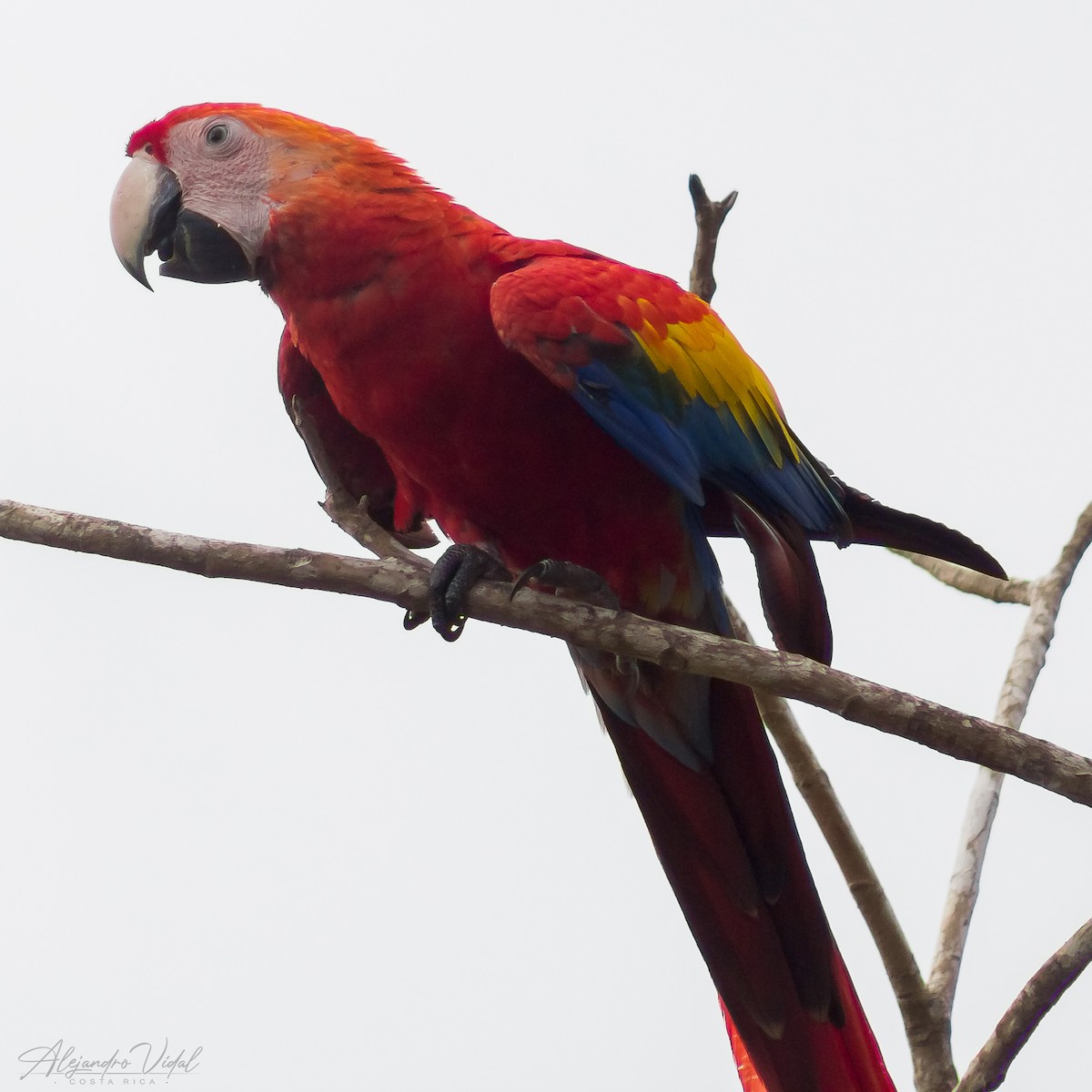 Scarlet Macaw - Alejandro Vidal