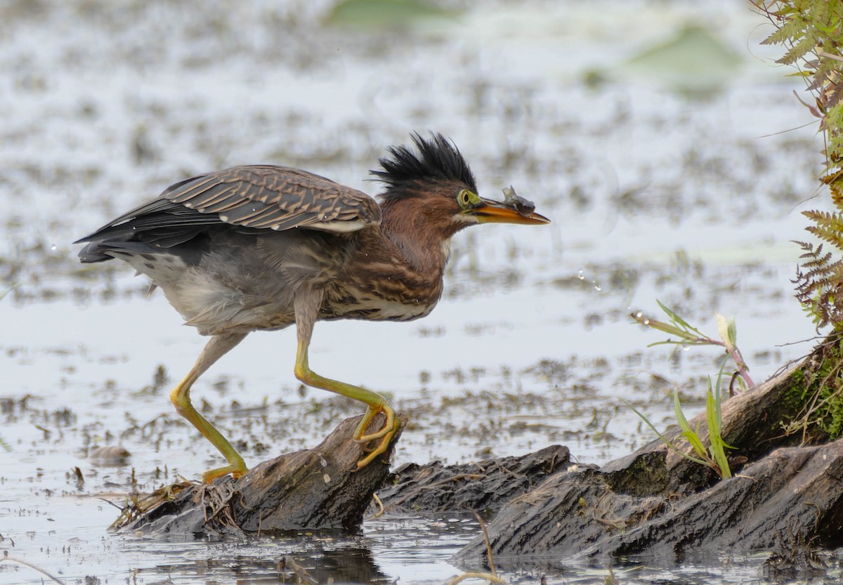 Green Heron - ML622945778