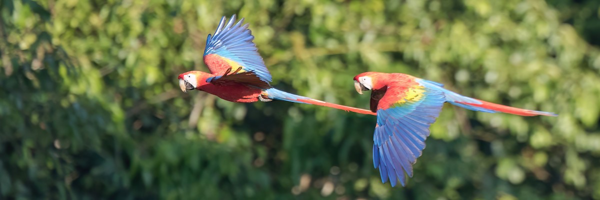 Scarlet Macaw - Jeff Stacey