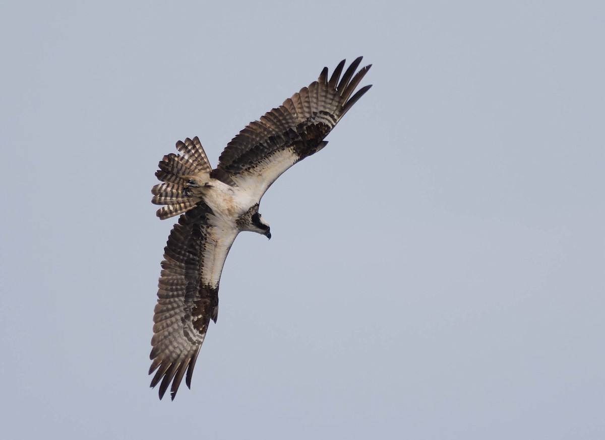 Osprey - ML622945786