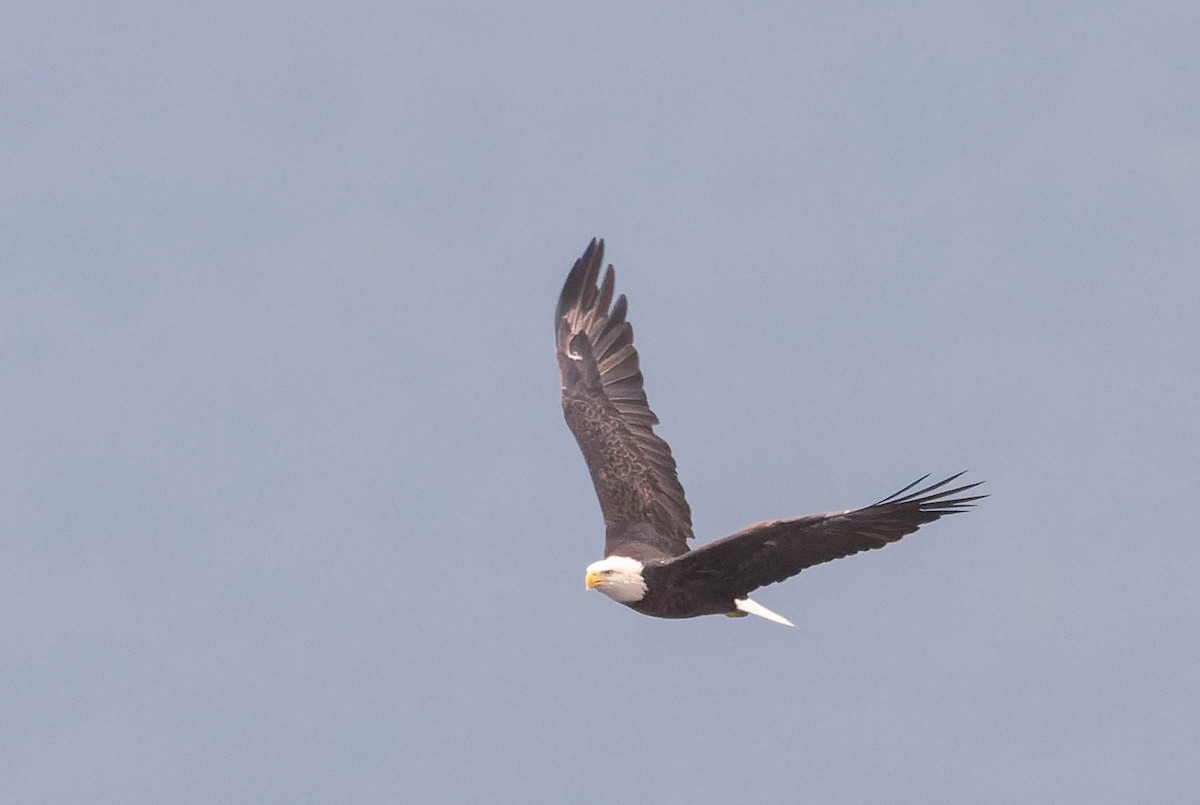 Bald Eagle - ML622945795