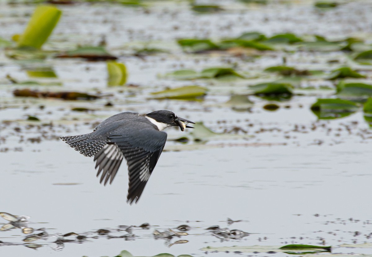 Belted Kingfisher - ML622945803