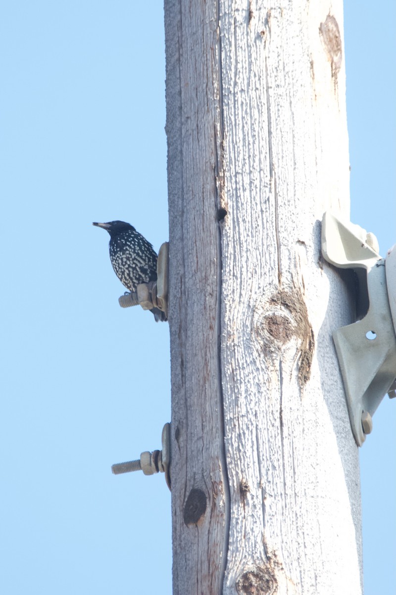 European Starling - ML622945824