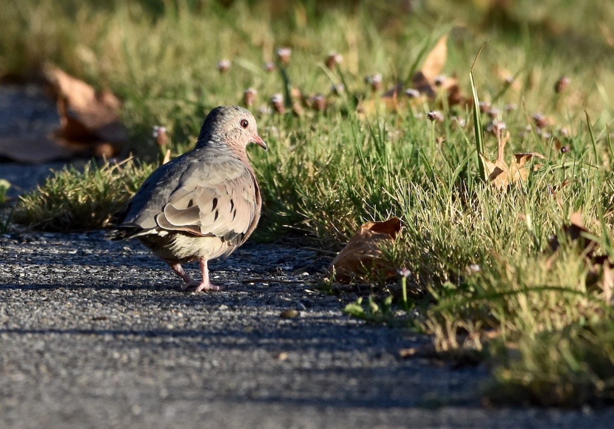 Common Ground Dove - ML622945836