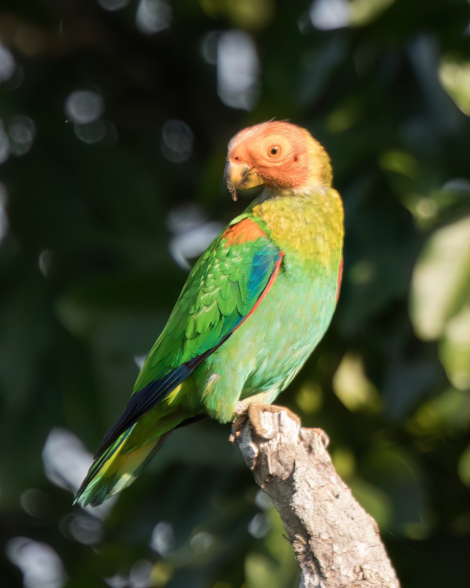 Bald Parrot - Jeff Stacey