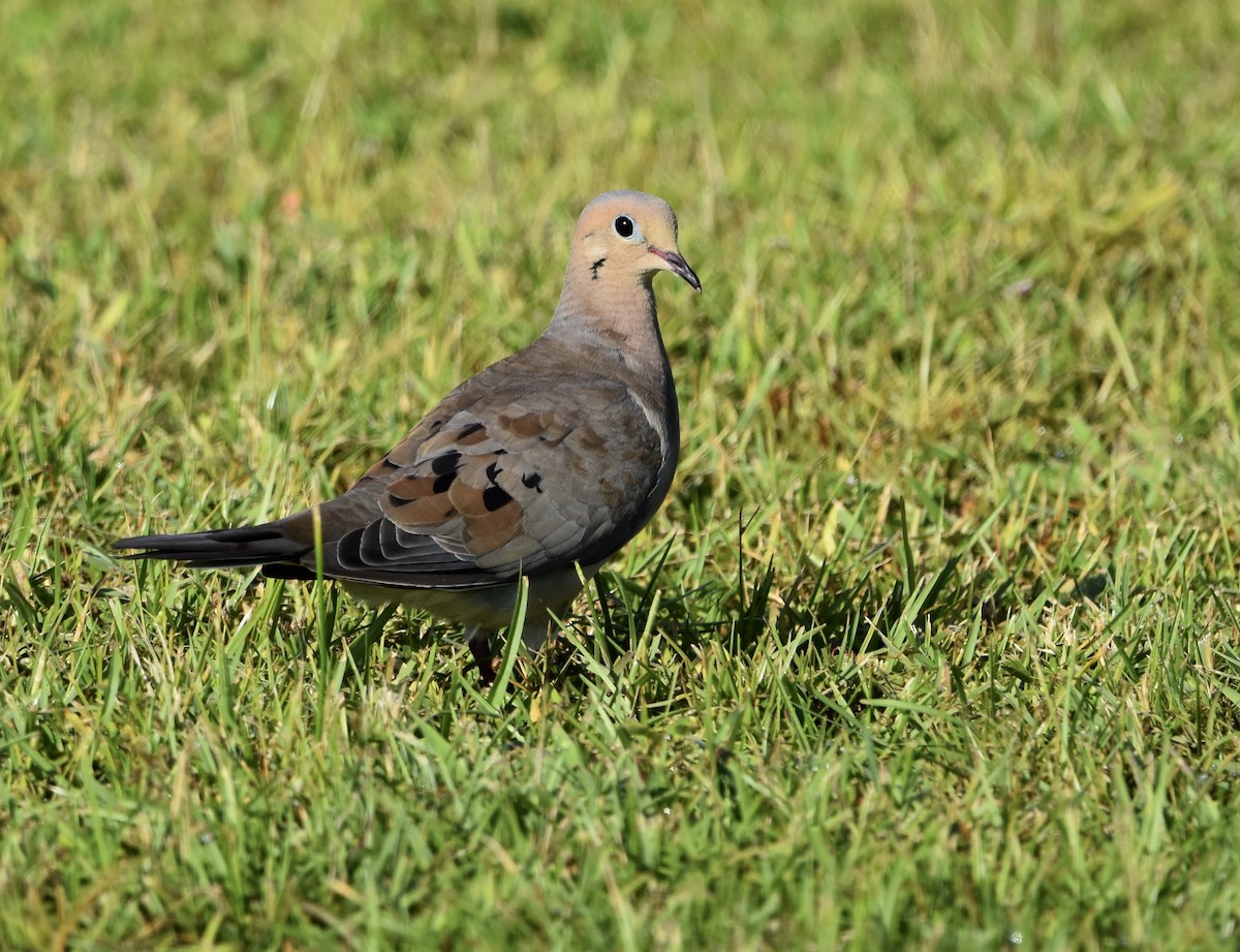 Mourning Dove - Marie Lehmann