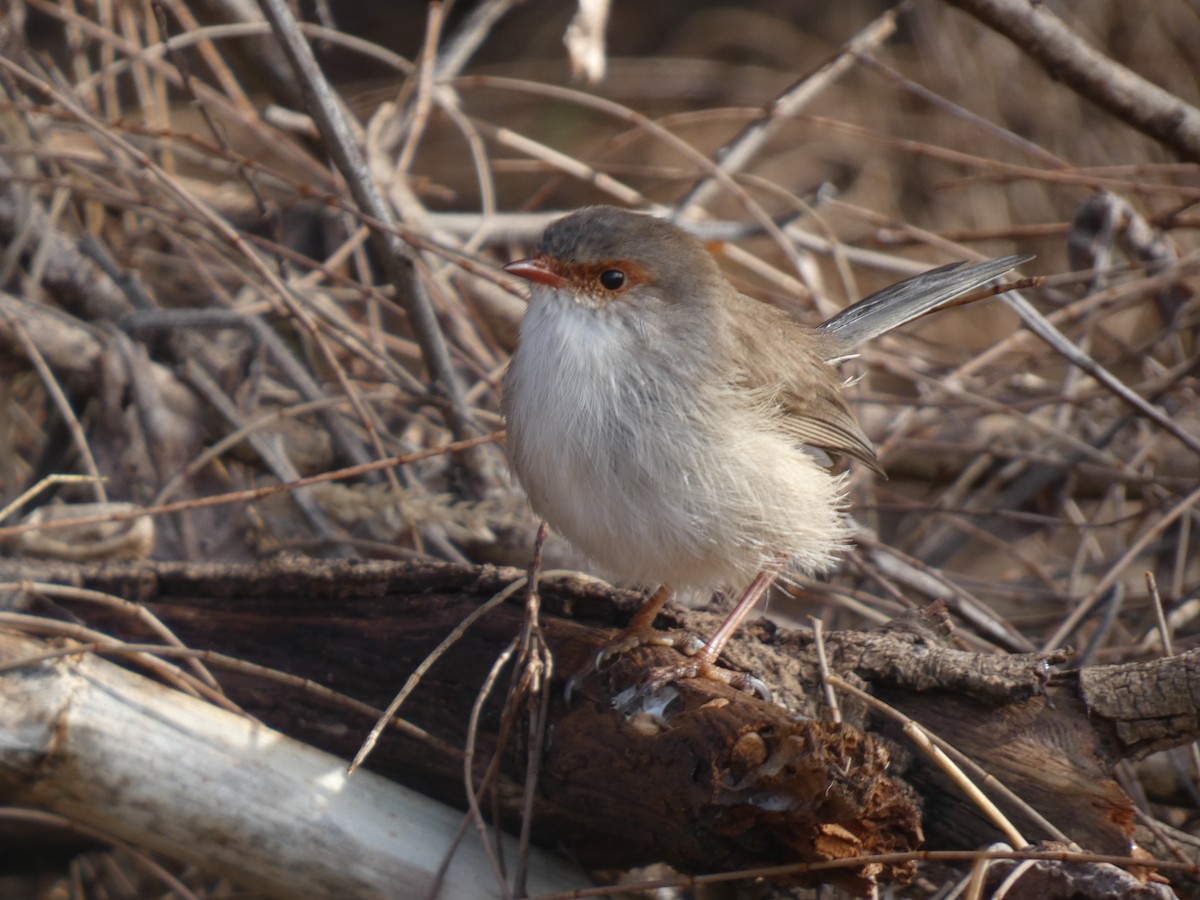 Superb Fairywren - ML622945867