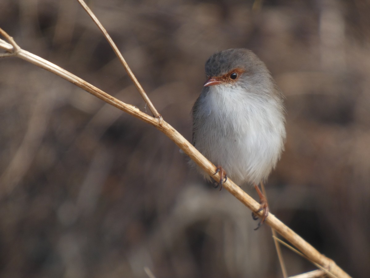 Superb Fairywren - ML622945868