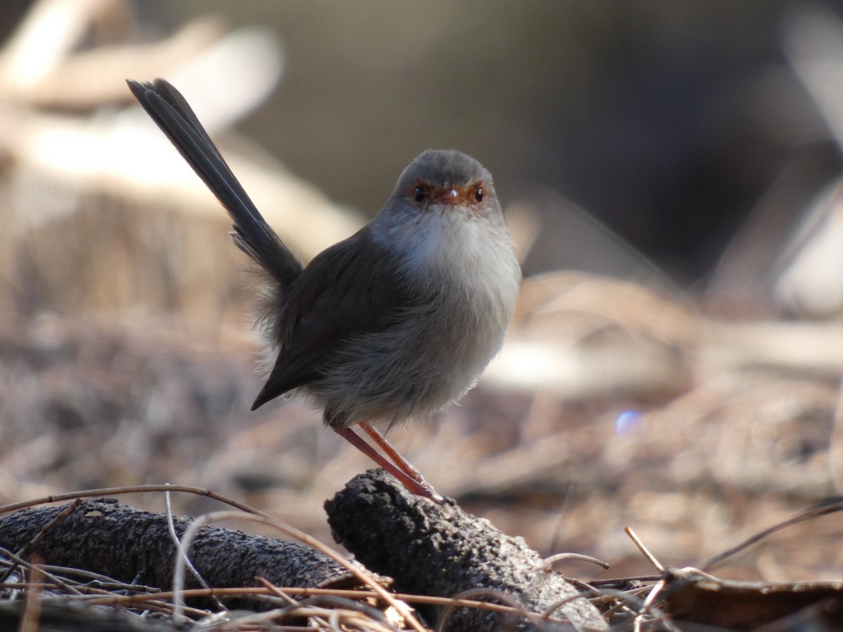 Superb Fairywren - ML622945871