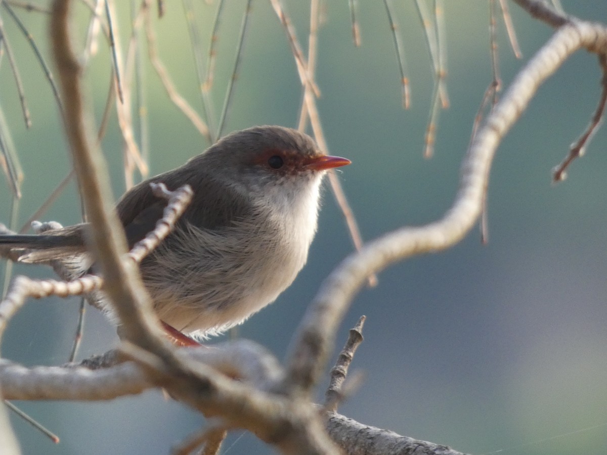 Superb Fairywren - ML622945882