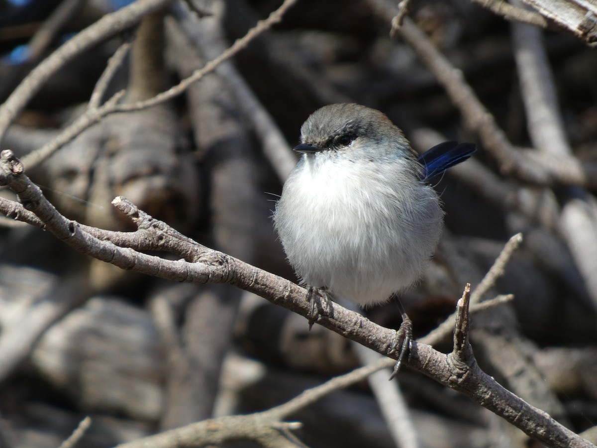 Superb Fairywren - ML622945899