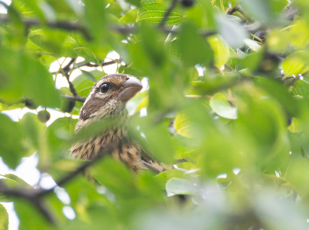 Rose-breasted Grosbeak - ML622945902