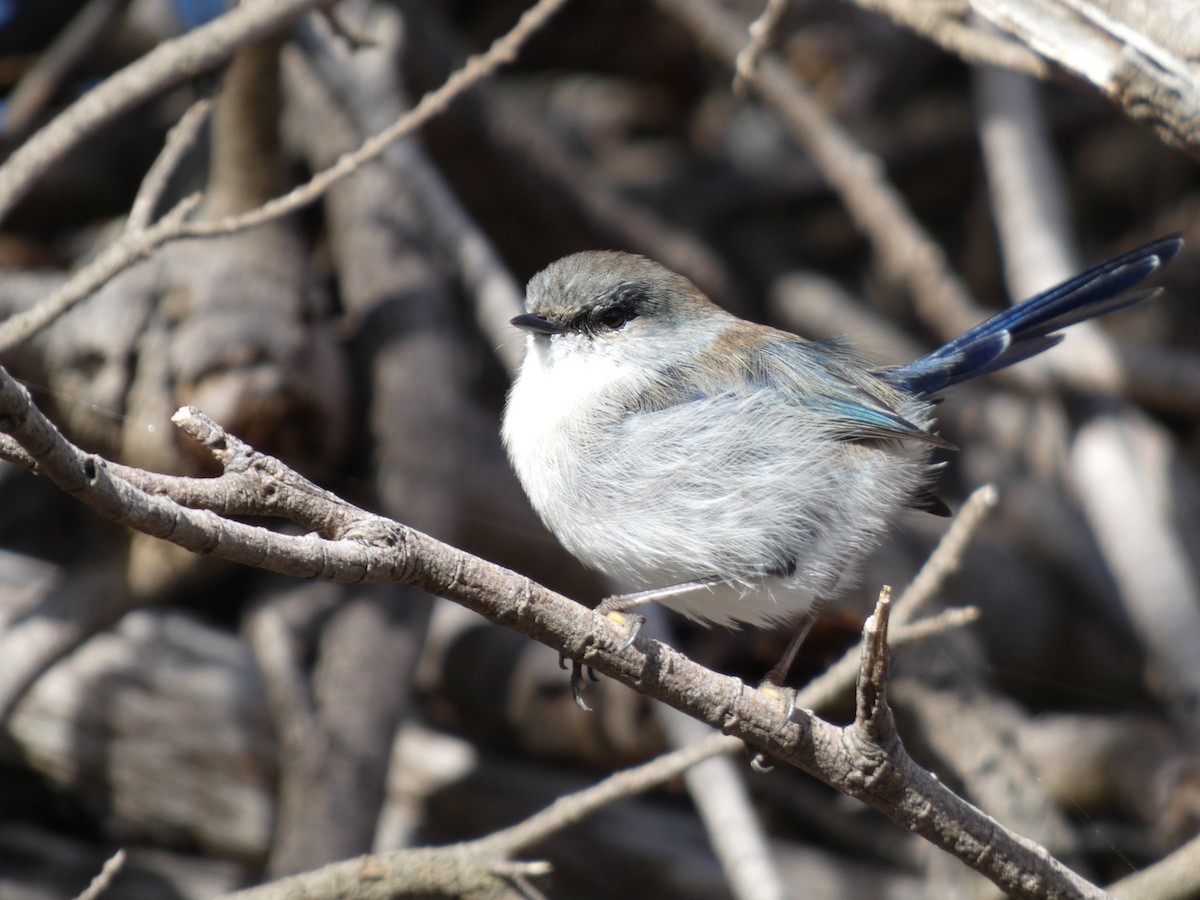 Superb Fairywren - ML622945904