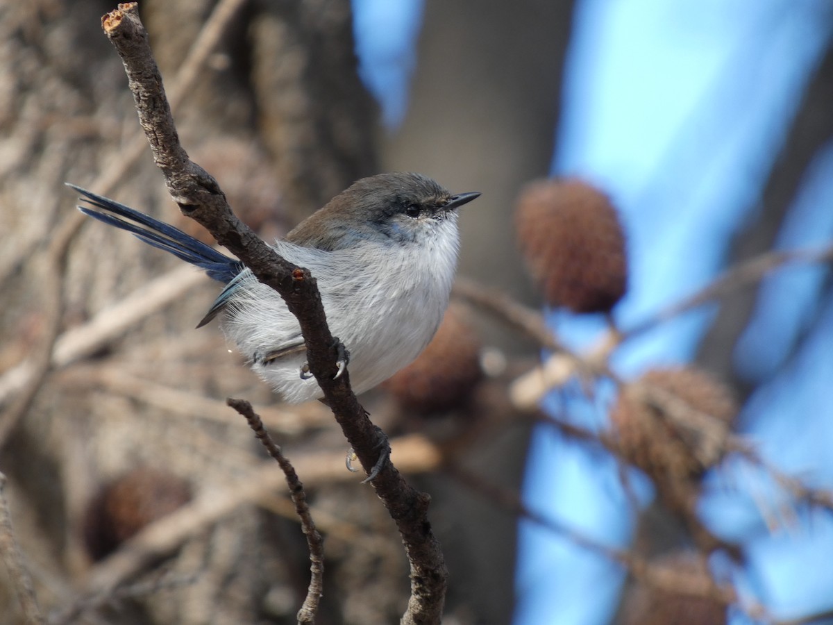 Superb Fairywren - ML622945910