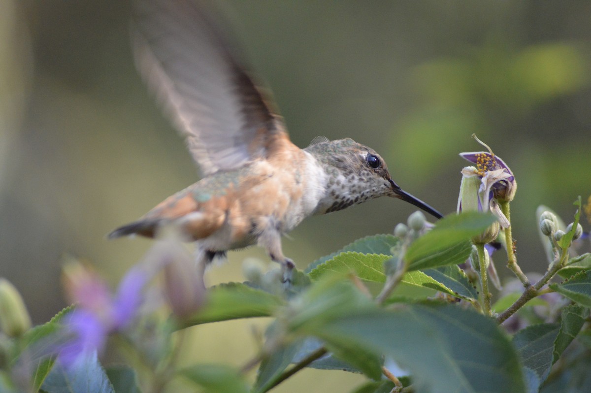 Allen's Hummingbird - ML622945912