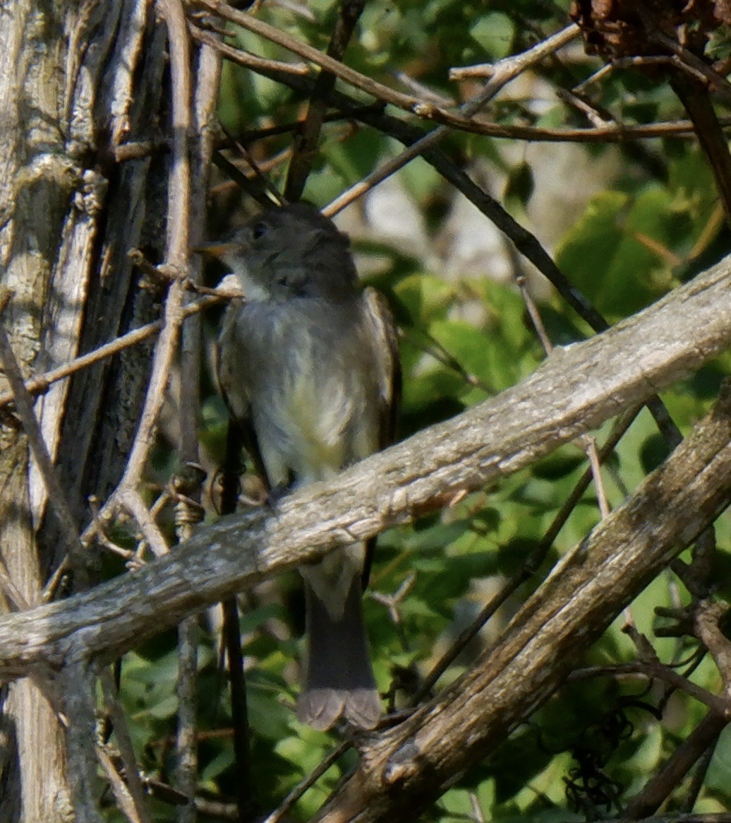 Great Crested Flycatcher - ML622945914