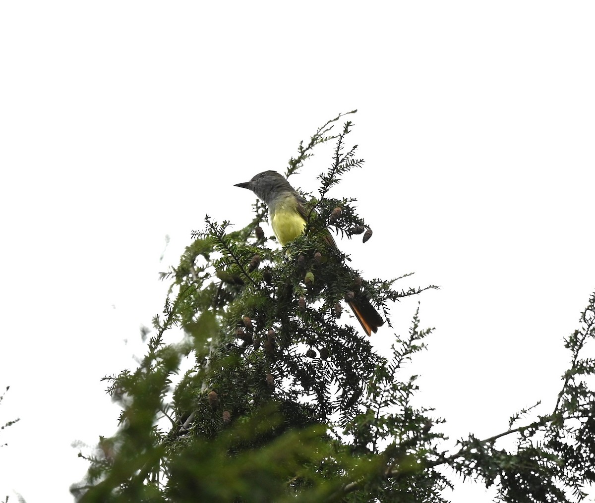 Great Crested Flycatcher - ML622945932