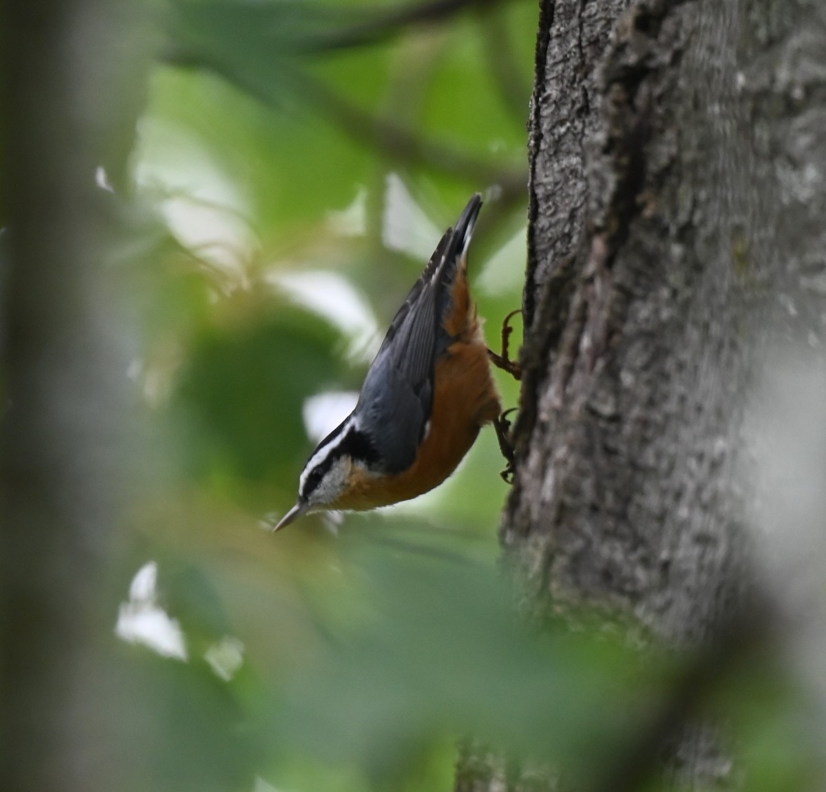 Red-breasted Nuthatch - ML622945946