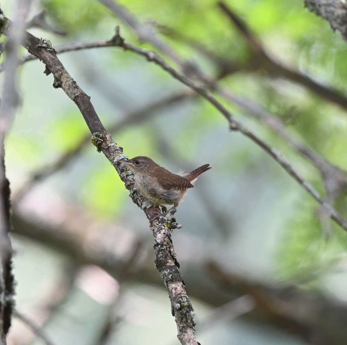 House Wren - ML622945955