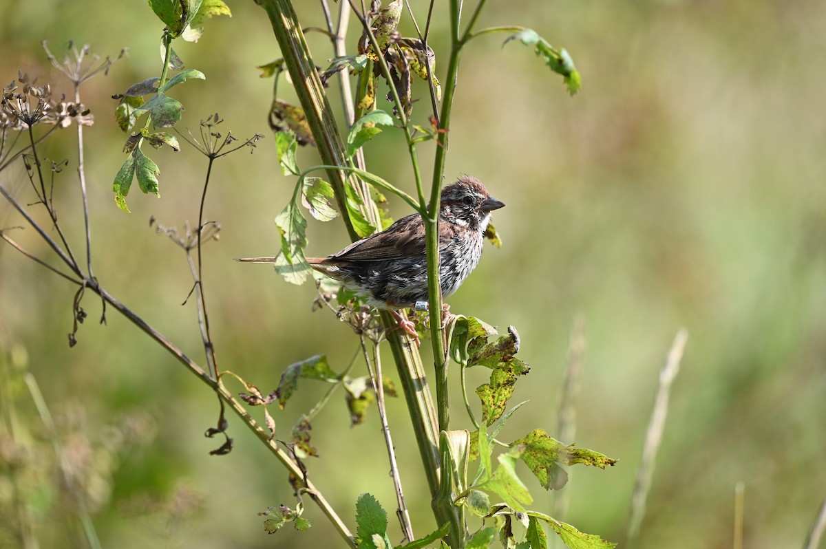 Song Sparrow - ML622945958