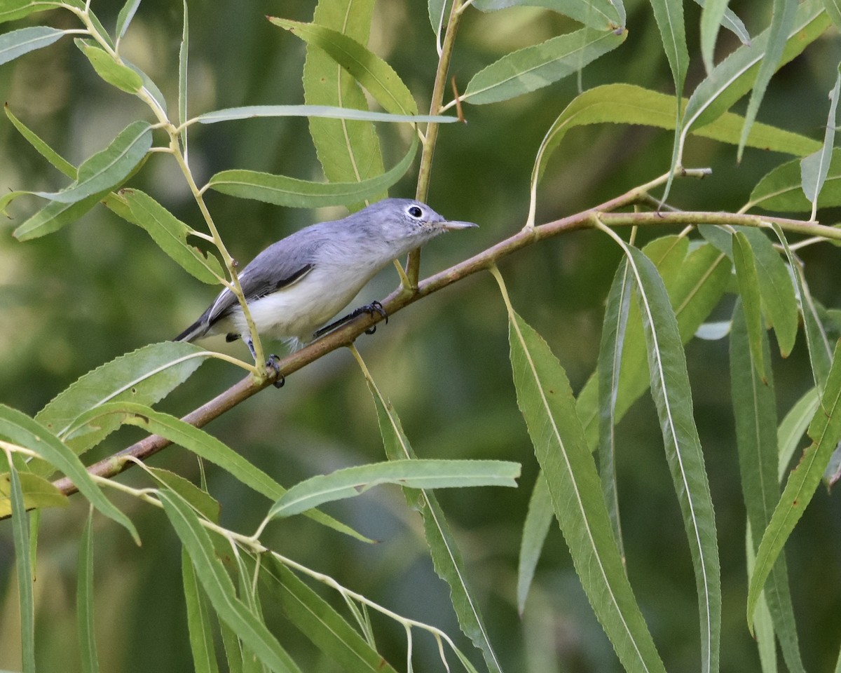 Blue-gray Gnatcatcher - ML622945968