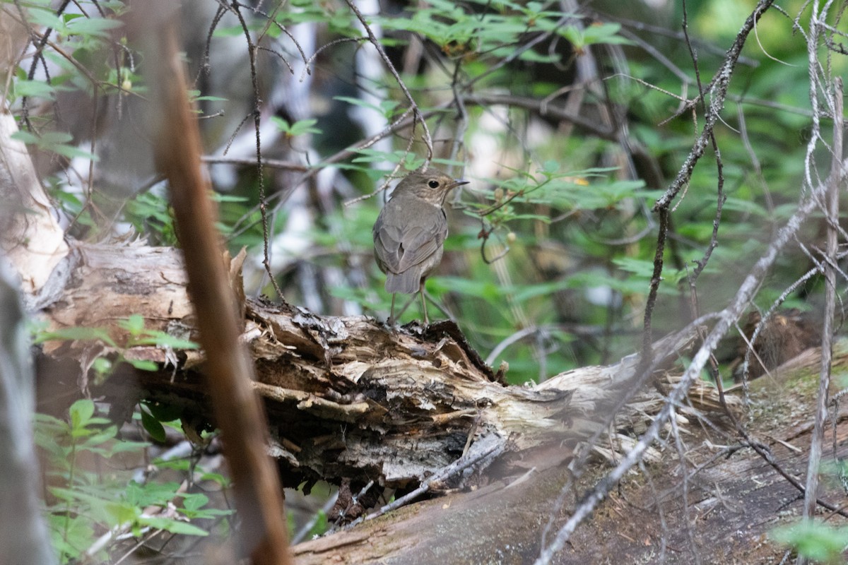 Swainson's Thrush - Rebecca Marschall