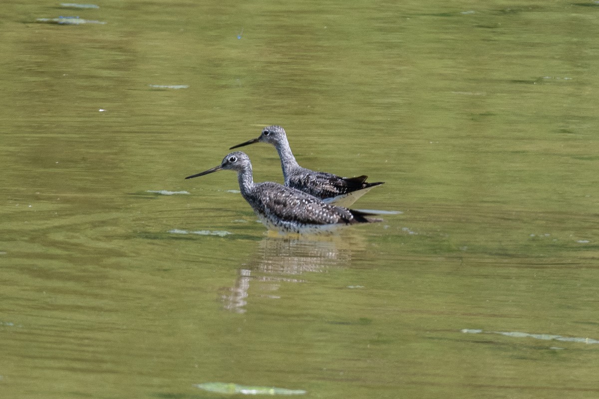 Greater Yellowlegs - Lisa Nasta