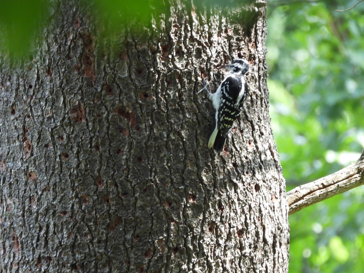 Hairy Woodpecker - ML622945975