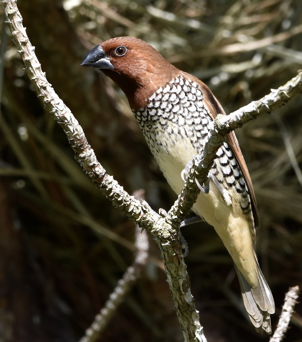 Scaly-breasted Munia - ML622946008