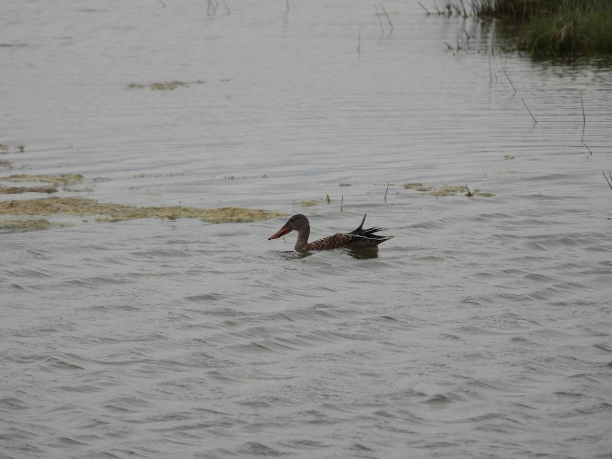 Canard souchet - ML622946071