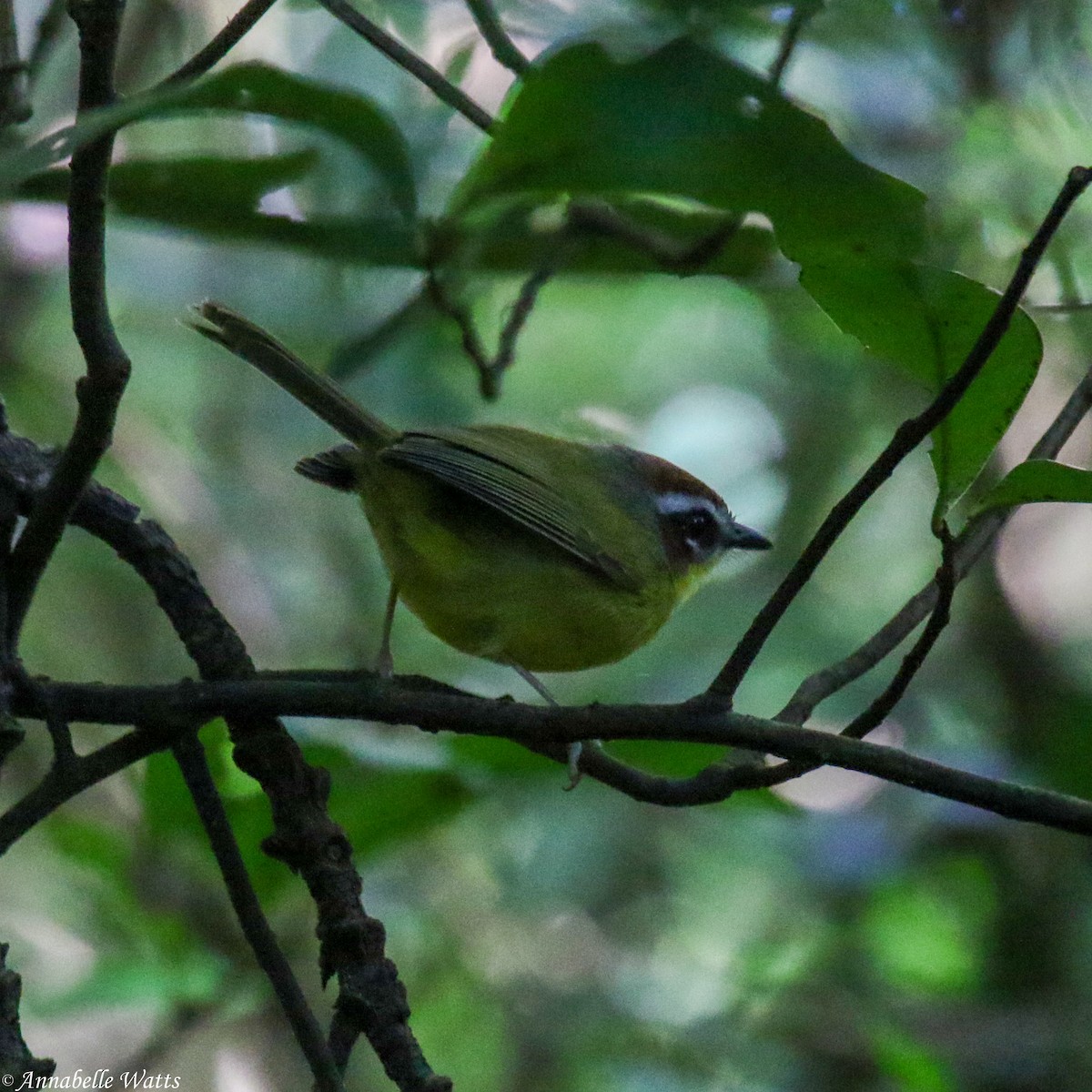 Chestnut-capped Warbler - ML622946122