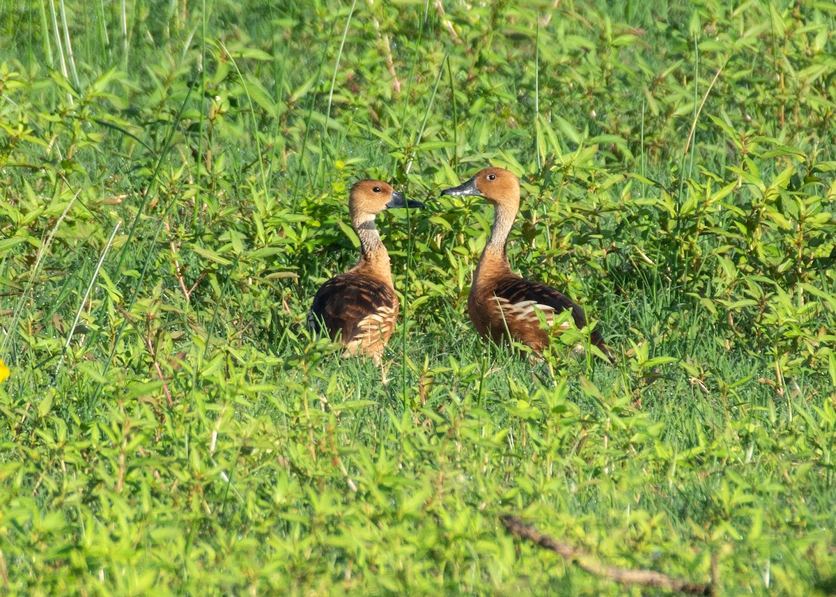Fulvous Whistling-Duck - ML622946135