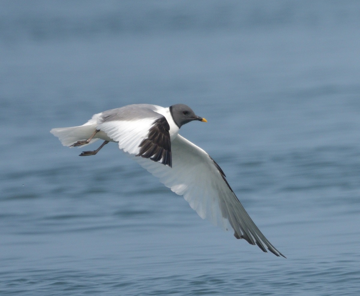 Sabine's Gull - ML622946145