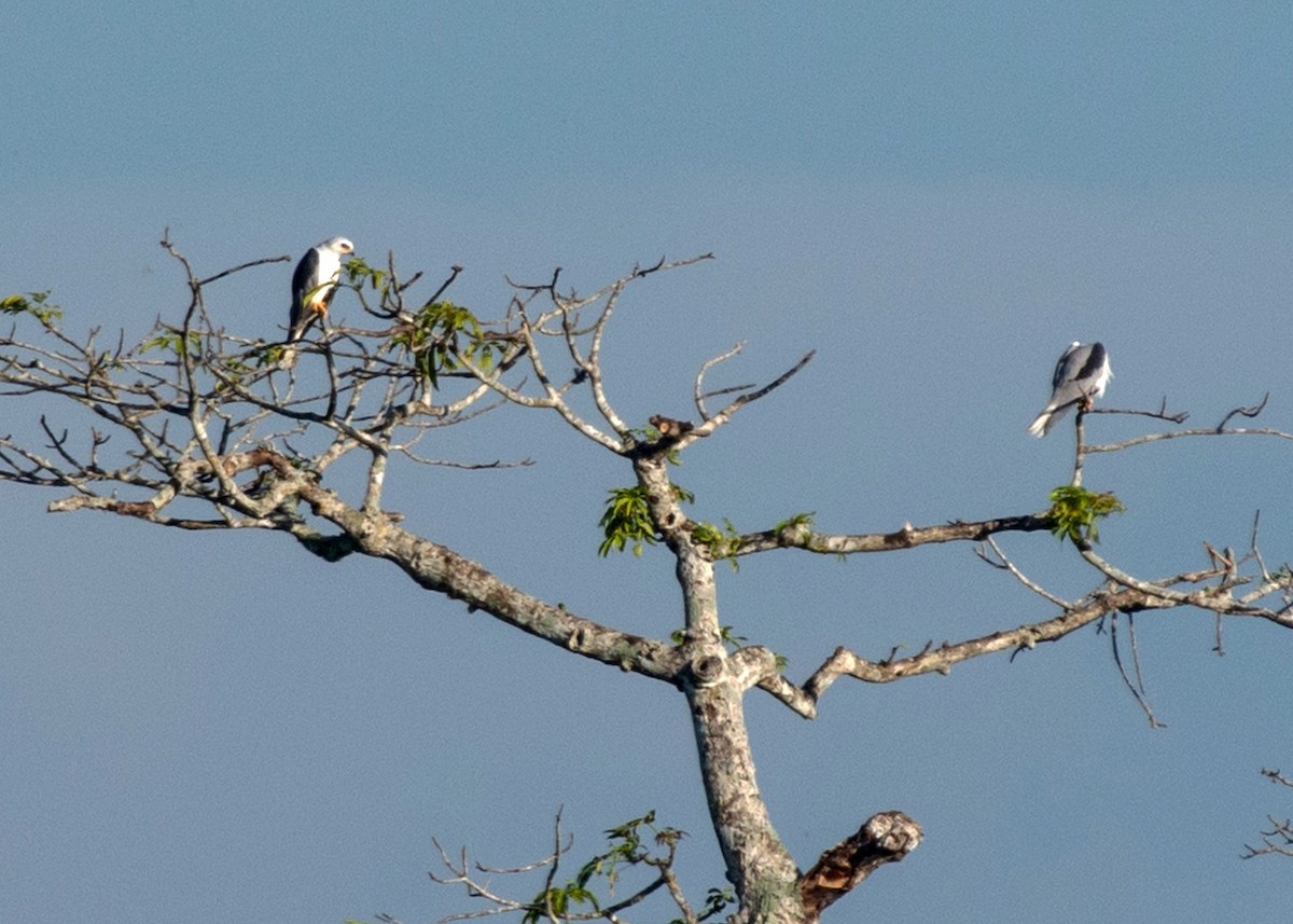 White-tailed Kite - ML622946155