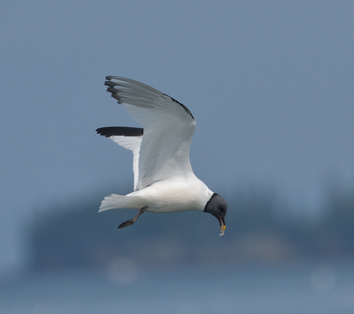 Sabine's Gull - ML622946187