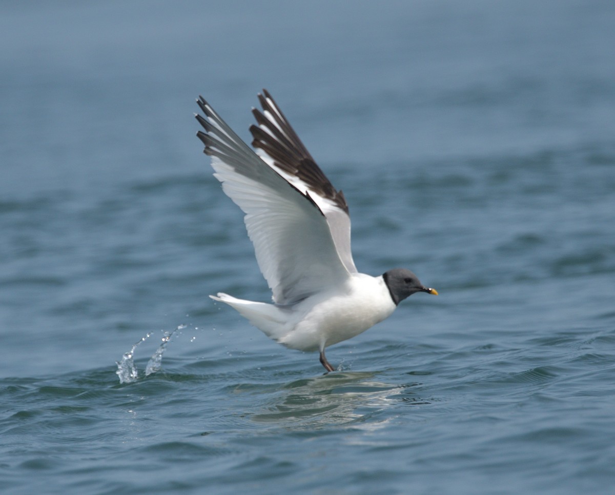 Sabine's Gull - ML622946205